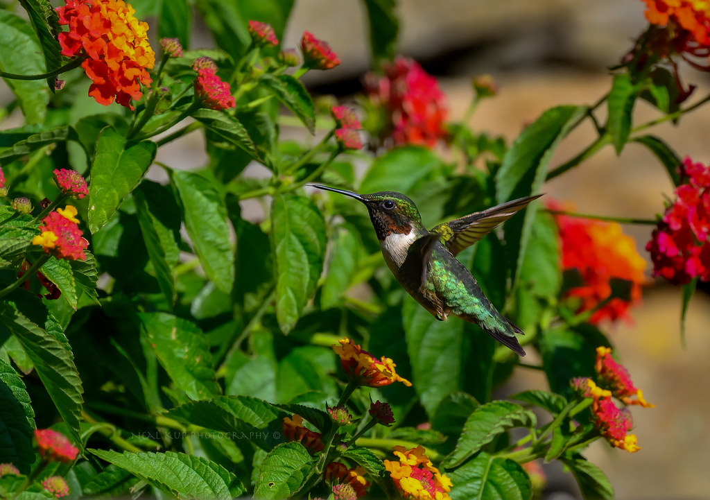 Ruby-Throated Hummingbird/male.  Dbl-click