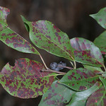 Leaf shape Black Tupelo (Black Gum, Tupelo, Sour Gum) - Nyssa sylvatica