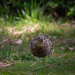 Grouse This is either a ruffled or spruce grouse. I&#039;m not really sure, but I&#039;m pretty sure its a female. I like pose on this one. I call it &amp;quot;football chicken.&amp;quot;  
