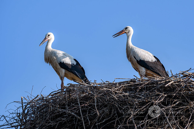 Couple of storks in their nest (Explored)