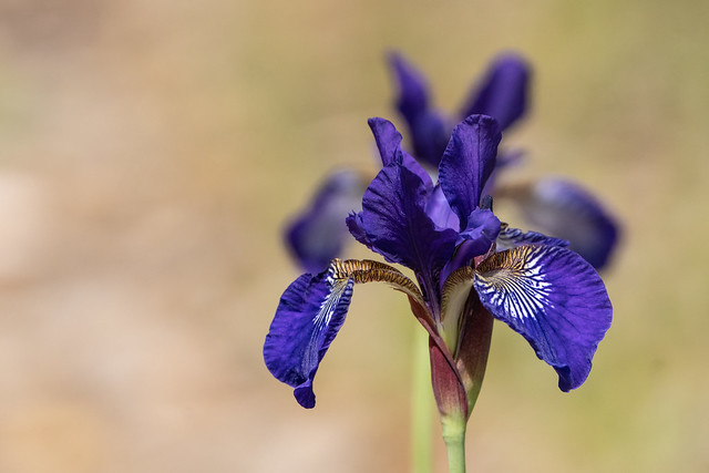 Explored-June 4, 2023-Siberian iris are blooming