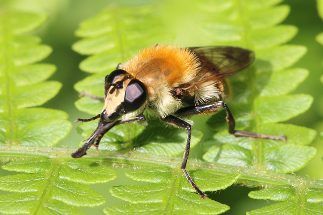 Hoverfly - Criorhina floccosa (female)