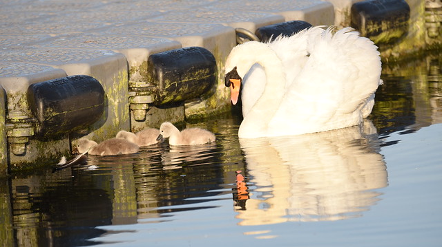Mute Swan and Cygnets at Black Swan Lake