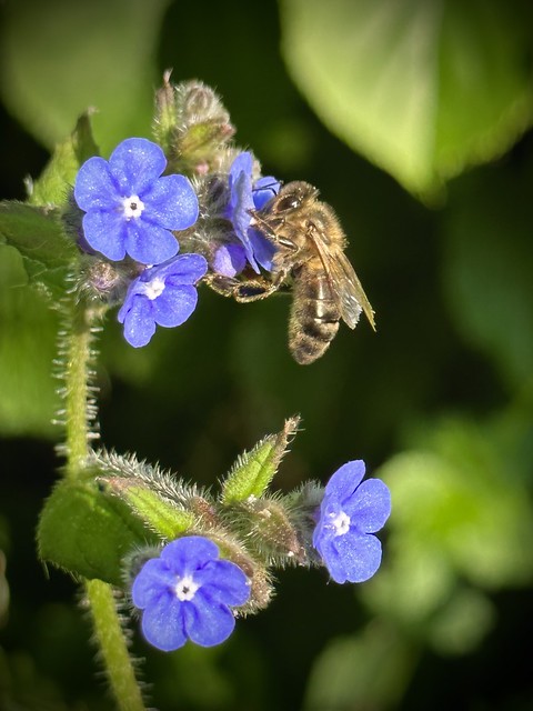 FJ 03 Cute Honey Bee