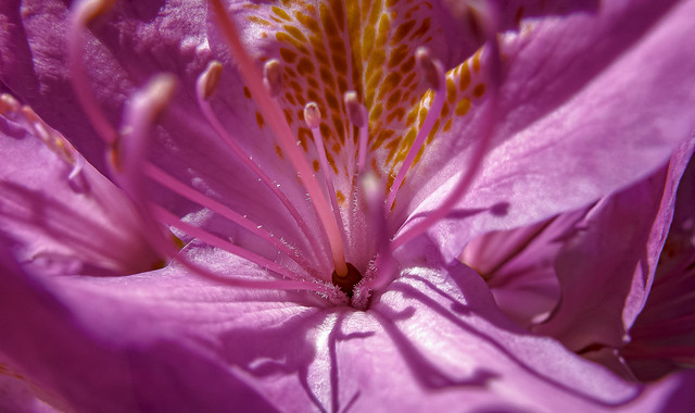 pink-flower-zeeland