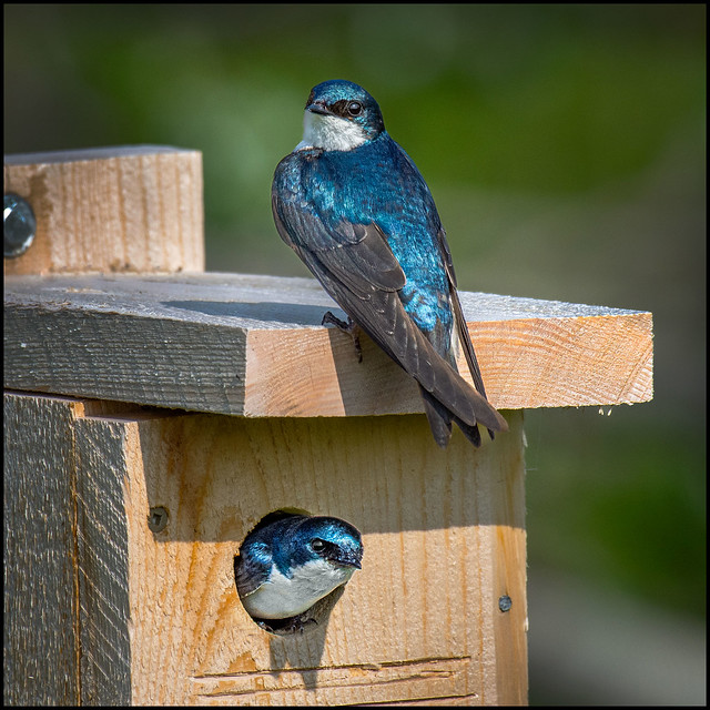 New Affordable Housing For Tree Swallows In Toronto