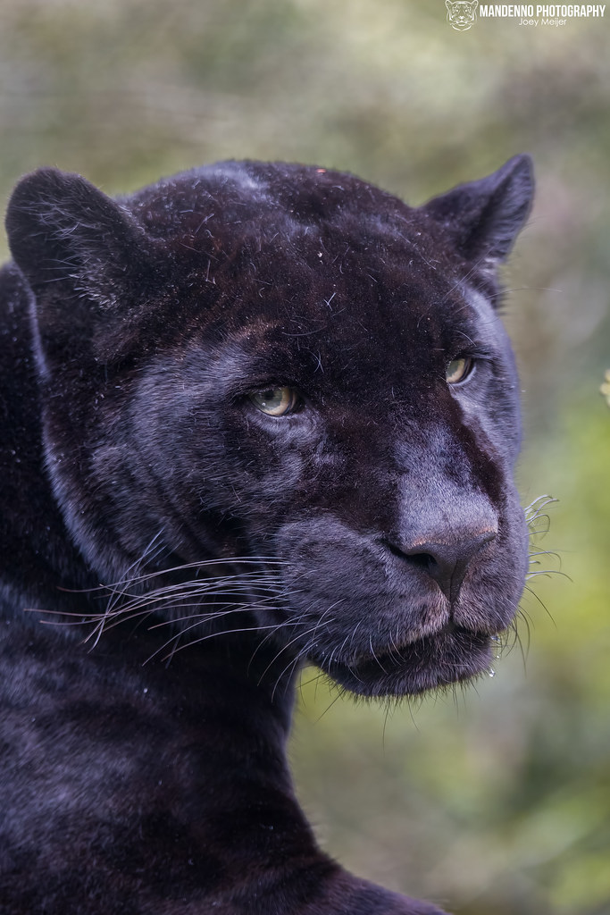 Black Jaguar - Zoo Amneville