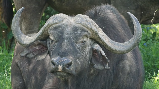 Cape Buffalo - Soyasambu Conservancy - Kenya