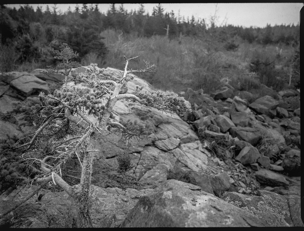 seaside conifer, weather beaten, rocks, lichen, near Little White Head, Monhegan Island, Maine, Mamiya 645 Pro, mamiya sekor 45mm f-2.8, fomapan 400, FPP monobath developer, 5.1023