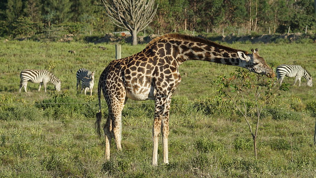 Girafffe & Zebras - Naivasha - Kenya