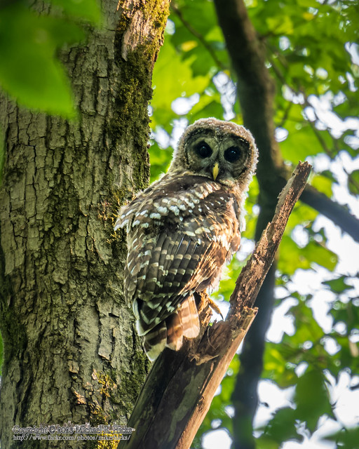 Juvenile Barred Owl [Strix varia]