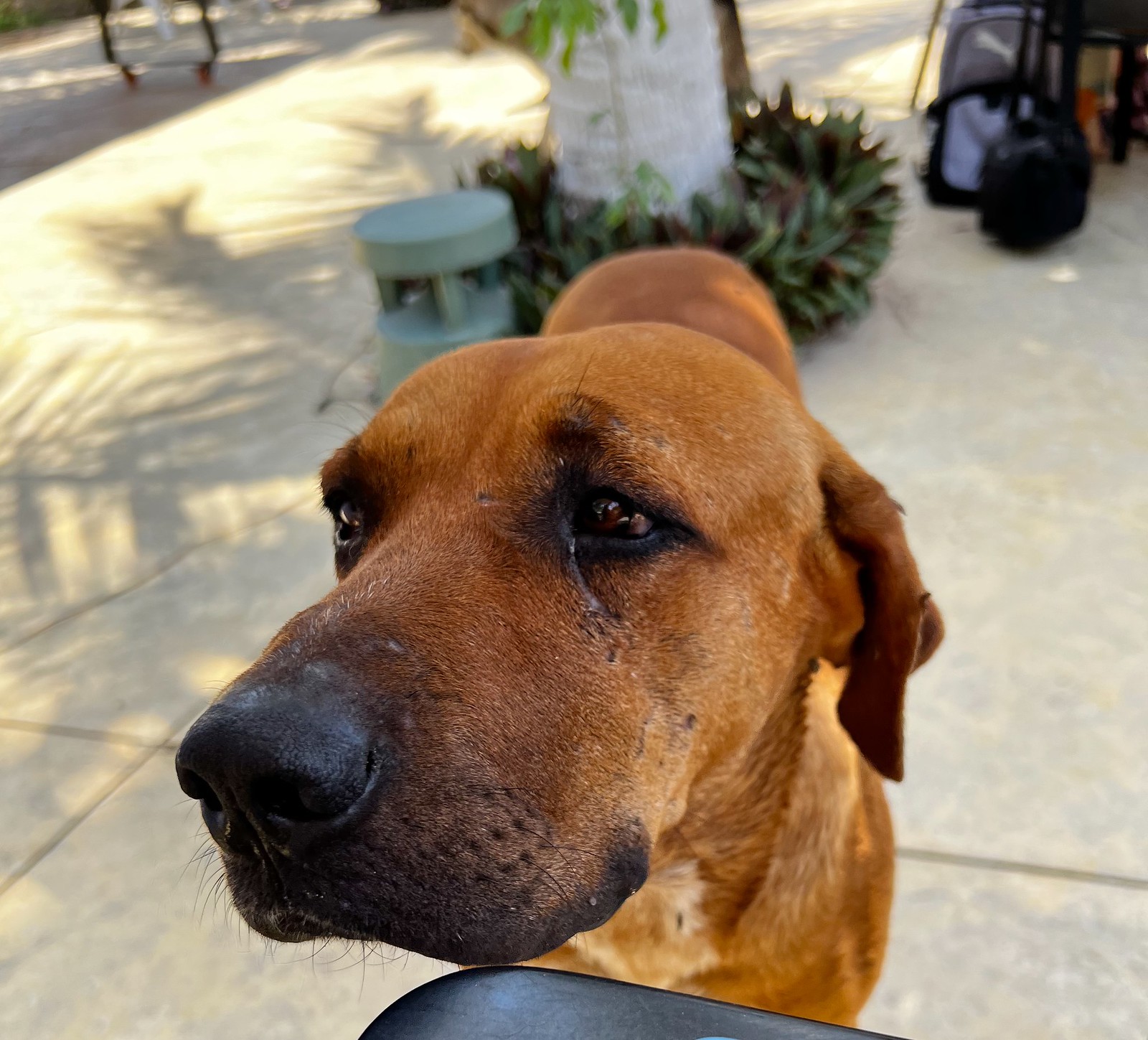 Tropical dog politely waiting for lunch scraps