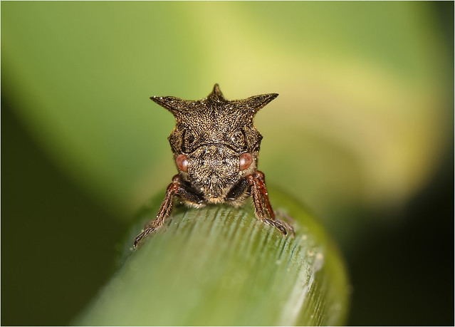 Horned Treehopper - Centrotus cornutus