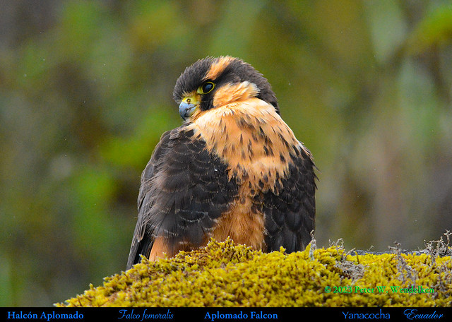APLOMADO FALCON Falco femoralis Looking Left at the Yanacocha Reserve in Northwestern ECUADOR. Photo by Peter Wendelken.