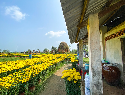 Ancient brickyard with Marigold flower field by phuong.sg@gmail.com, Rural house with Marigold flower field at spring in Mekong Delta, Vietnam.ancient asia beautiful bea