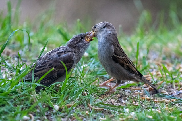 Spatzenmama bei der Fütterung / Sparrow mother feeding
