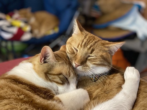Napping Gingers