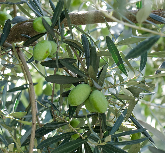 Olive fruits on the tree