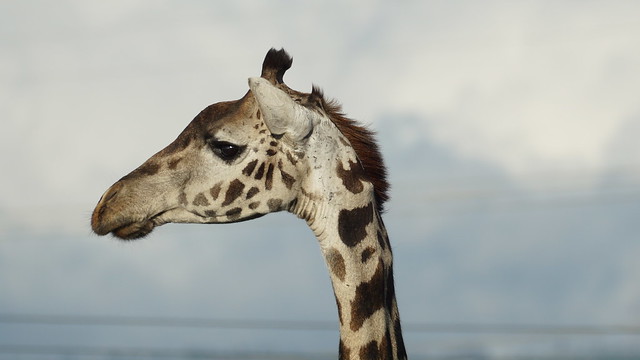 Close up of Giraffe's face - Naivasha - Kenya