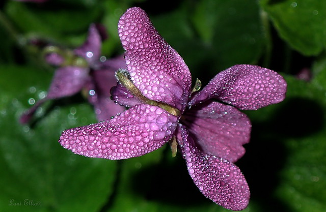 Dew Drops on Violets....