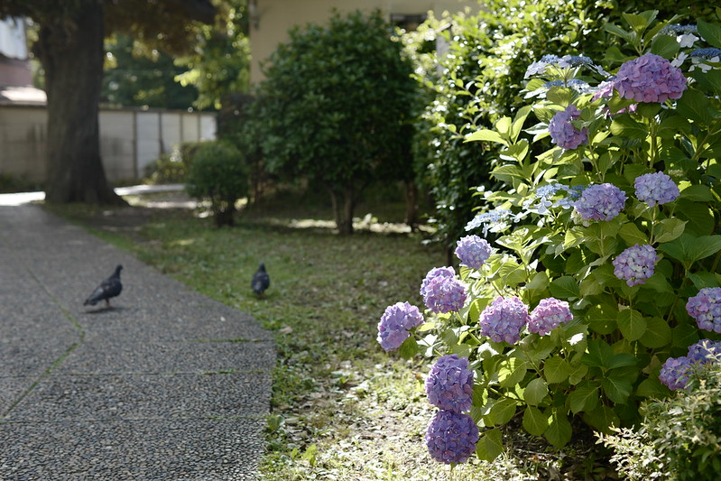 18Leica CL+SIGMA 30mm f1 4 DC DN南池袋二丁目雑司ヶ谷霊園の紫陽花