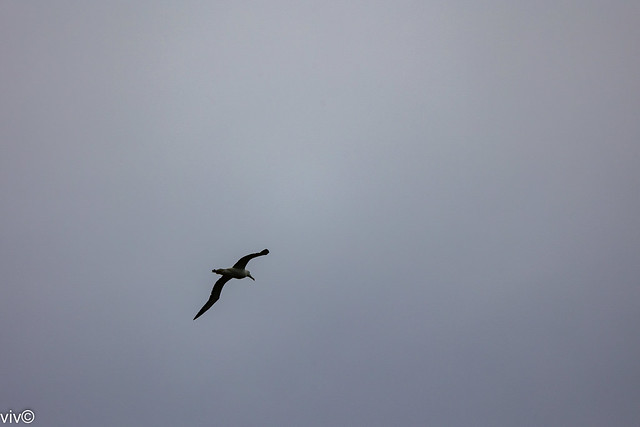 On a rainy summer evening with gale force winds, amazing to see a magnificent Southern Royal Albatross glide high in the air without flapping wings near its hillside coast nest. Uncropped image. See video at https://flic.kr/p/2ok4VCR