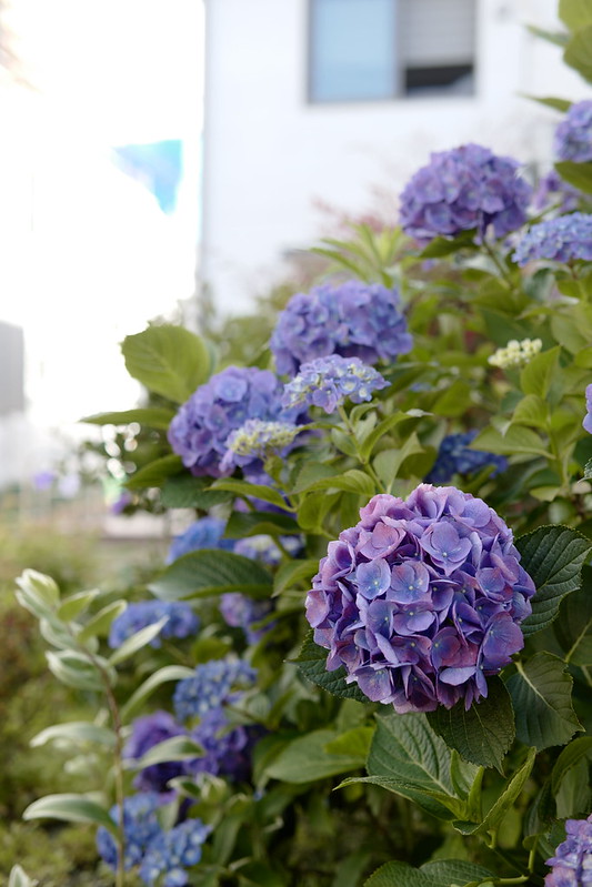 17Leica CL+SIGMA 30mm f1 4 DC DN南池袋三丁目坂の路地の花壇の紫陽花