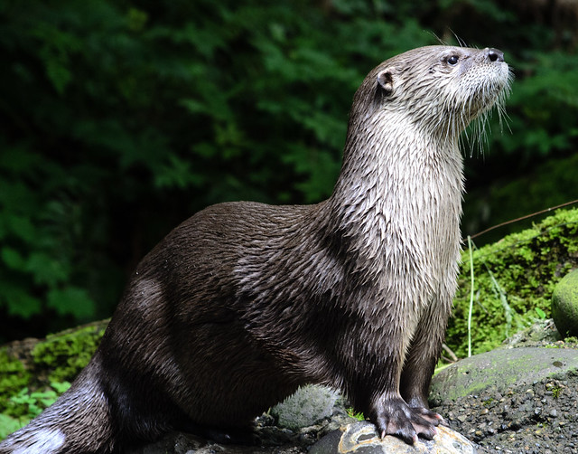River Otter standing on rock