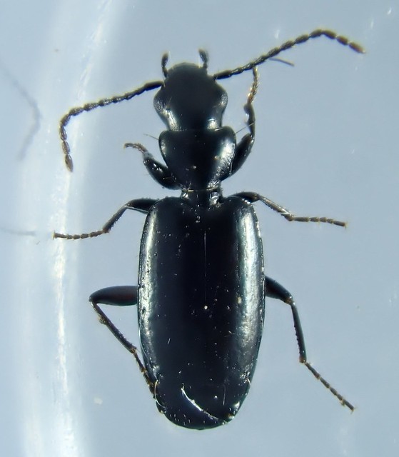Microlestes minutulus (Gœze 1777) ♂ (Coleoptera Carabidæ Harpalinæ Lebiini Dromiina)