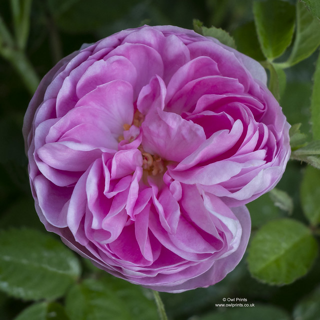 Rosa × centifolia 'De Meaux'