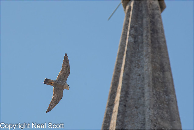 Peregrine Mum at Chi Cathedral today