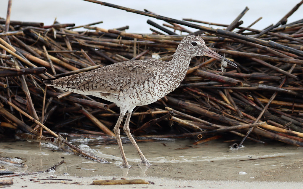 Willet with Sand Crab and Sea Sticks