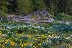 Fallen Building and Escaped Narcissus in Flora, Oregon