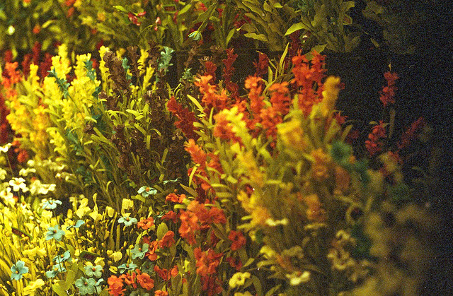 Elmar 90mm and Flowers