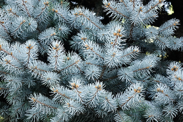 Pine tree at the park