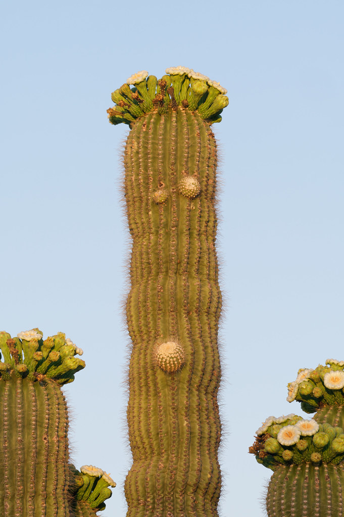 A saguaro I call The Muppet blooms at sunrise on the Latigo Trail in McDowell Sonoran Preserve in Scottsdale, Arizona on May 27, 2023. Original: _RAC6272.ARW