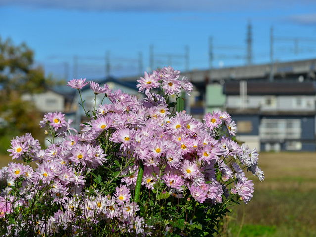 Japanese Chrysanthemum flowers in autumn day