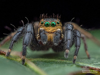 Jumping spider (Phlegra sp.) - P5250793