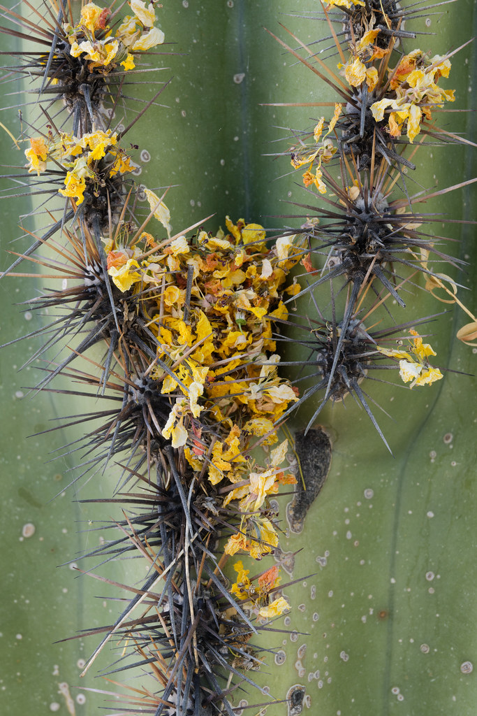 Palo verde blossoms stick to the spines of a saguaro in Scottsdale, Arizona on June 3, 2023. Original: _ZFC7812.NEF