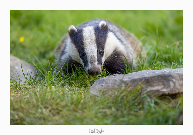 Haweswater Badger