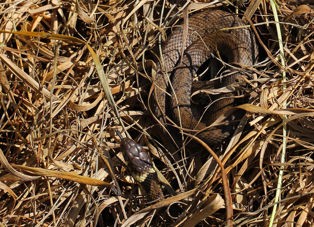 Grass Snake - Natrix helvetica 300523 (3)