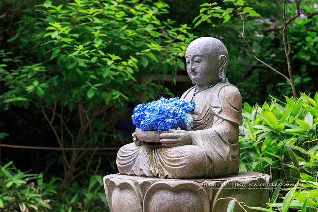 kamakura, meigetsuin temple, known as the hydrangea temple (ajisai-dera) , meigetsuin blue , no people, kitakamakura, kanagawa, japan