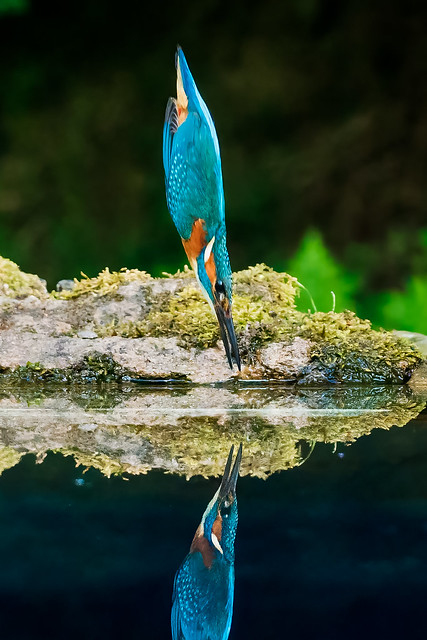 Kingfisher diving - almost the perfect shot