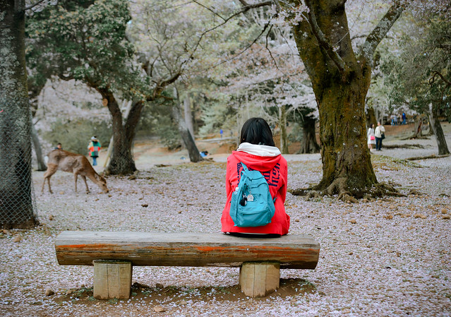A woman enjoying cherry blossom in Nara Park