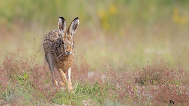 Brown hare/ Lièvre d'europe (Lepus europaeus)_8491s_Thierry Chevrier⭐