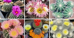 22 Types Of Popular Notocactus Pictorial Guide