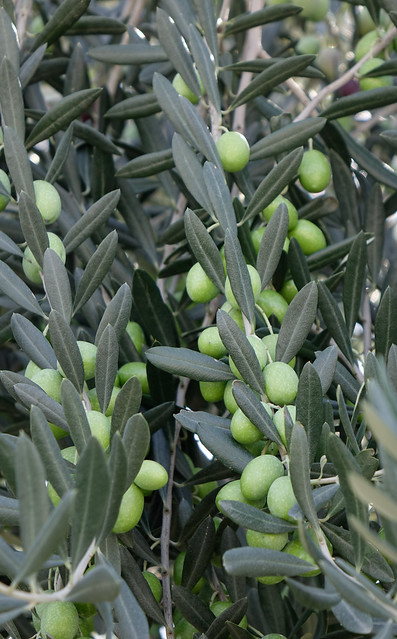 Olive fruits on the tree