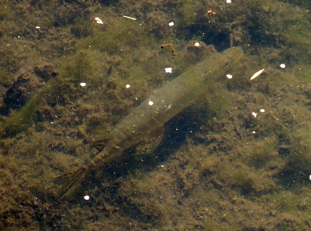Northern pike (Esox lucius) juvenile
