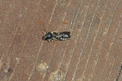 Blaue Mauerbiene (Osmia lignaria)