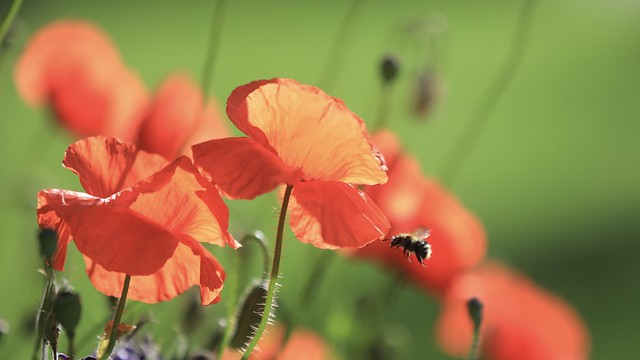 Mohn und Hummel - bumblebee and poppies